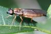 Sargus bipunctatus